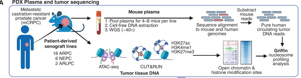 News for Prostate&nbsp;Cancer