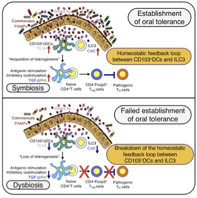 Signaling, cell differentiation and gut feeling (healthy or&nbsp;upset)