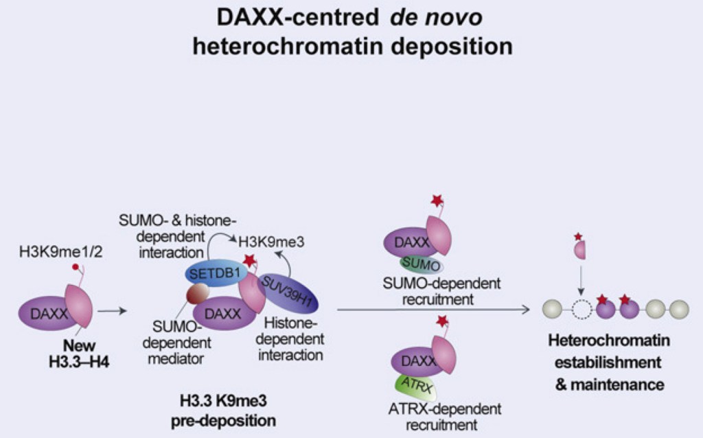 Heterochromatin news