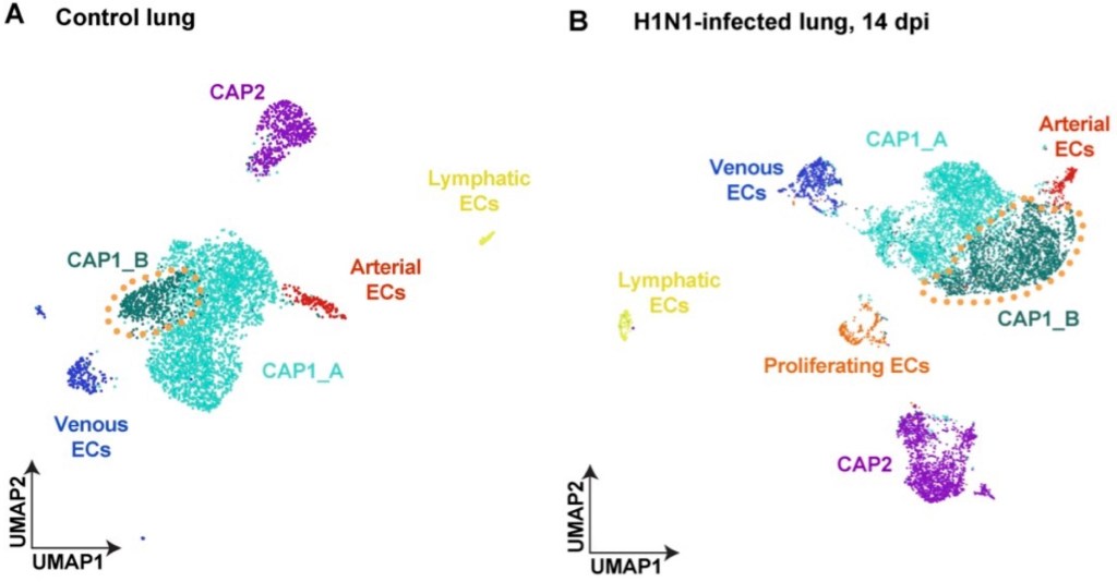 Lung regeneration and reanalysis of&nbsp;data