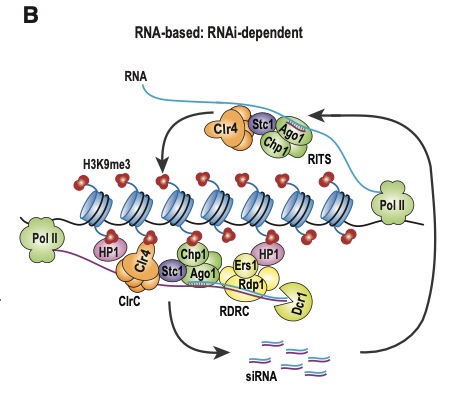 Understanding heterochromatin, new discoveries and guide to&nbsp;literature
