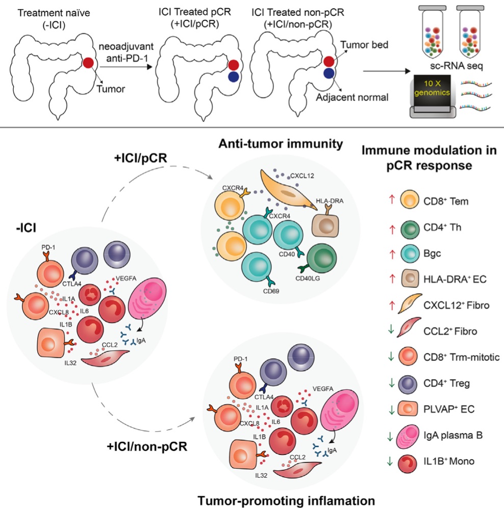 Single cell resource for outcomes of immunotherapy – Jieun Jeong (정지은 ...