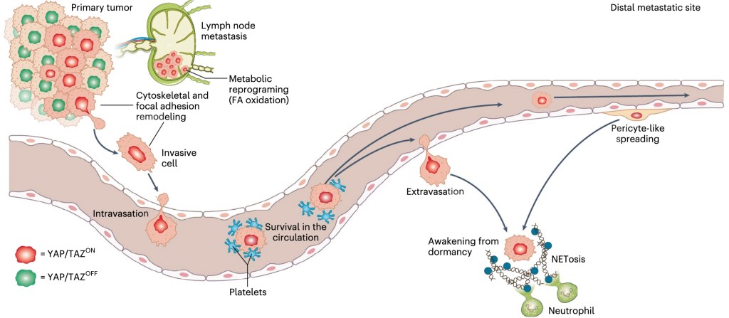 Dormant cancer cells floating like mines with YAP/TAZ&nbsp;trigger