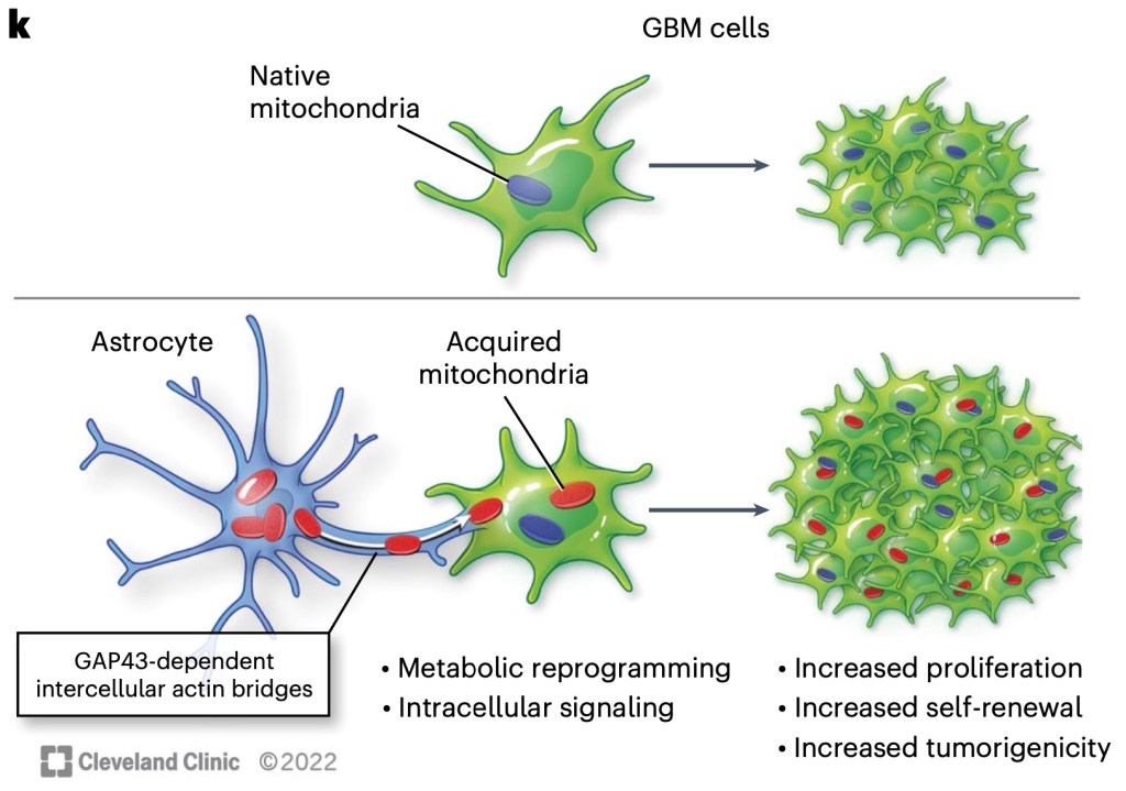 Glioblastoma proliferates by stealing mitochondria from&nbsp;astrocytes
