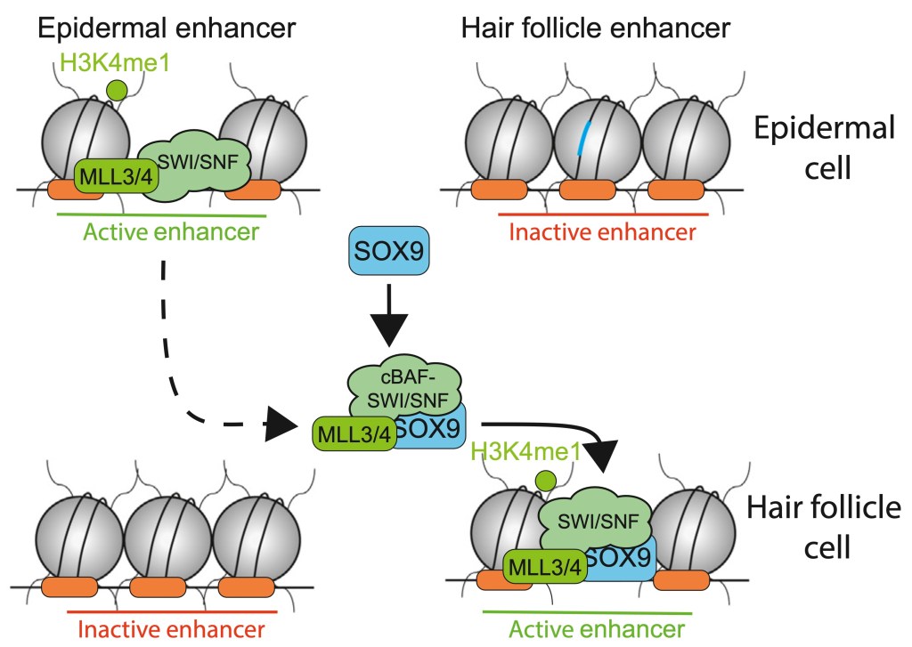 News on pioneer transcription&nbsp;factors
