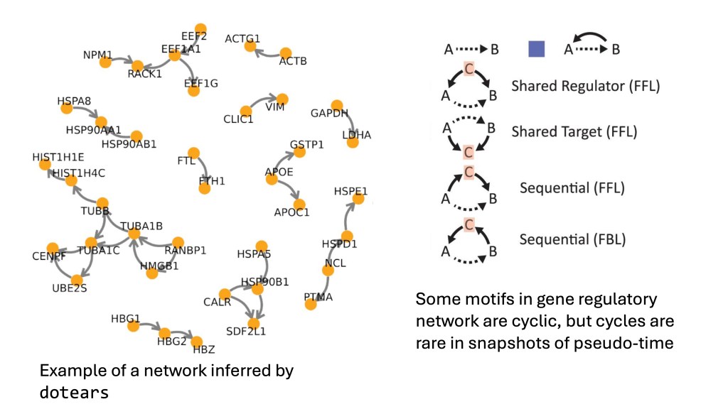 Gene regulatory networks: with cycles or without&nbsp;cycles?