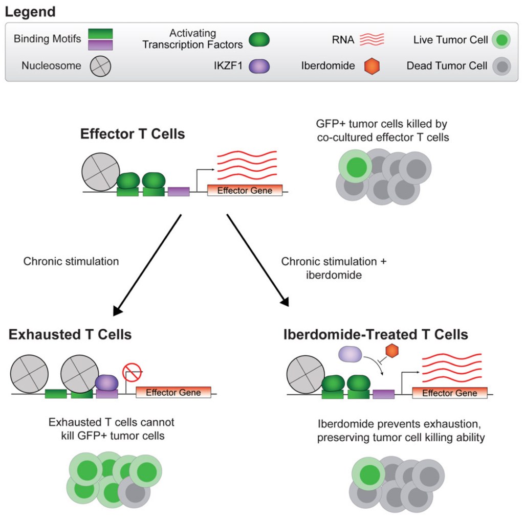Reversing T Cell Exhaustion: A New Role for IKZF1&nbsp;Degradation